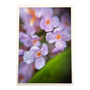 Cottage Series #7 ACEO Macro Photo *Limited Edition* Nature Mini Art Card